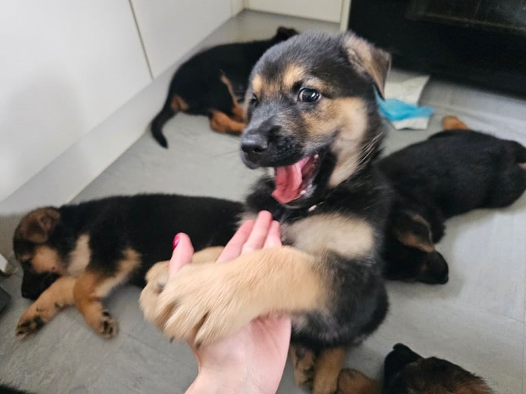 German Shepherds Boy