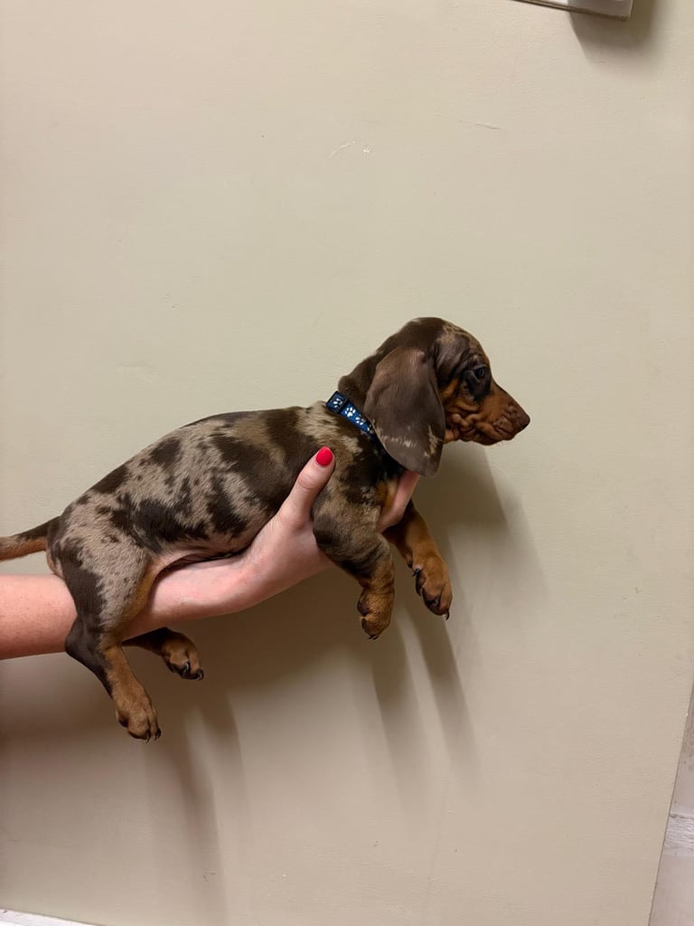 3 Pedigree miniature smooth dachshund puppies available now- £950 each 