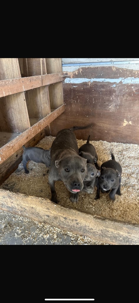 Blue Staffordshire Bull Terrier Puppies 