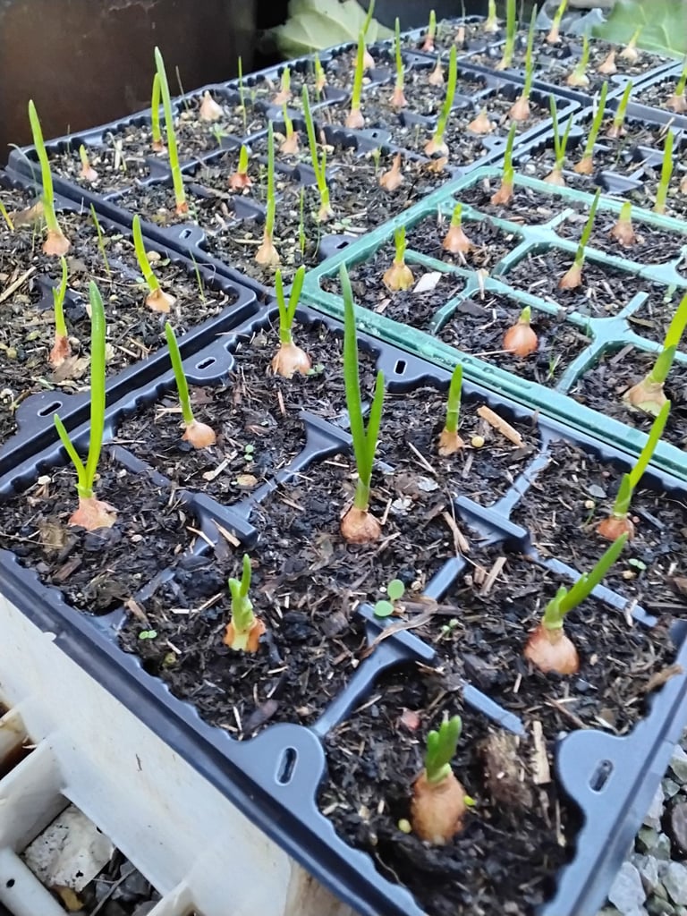 Onion sets 