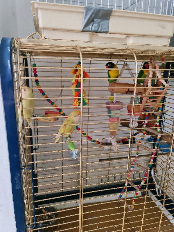 Love bird breeding cage 