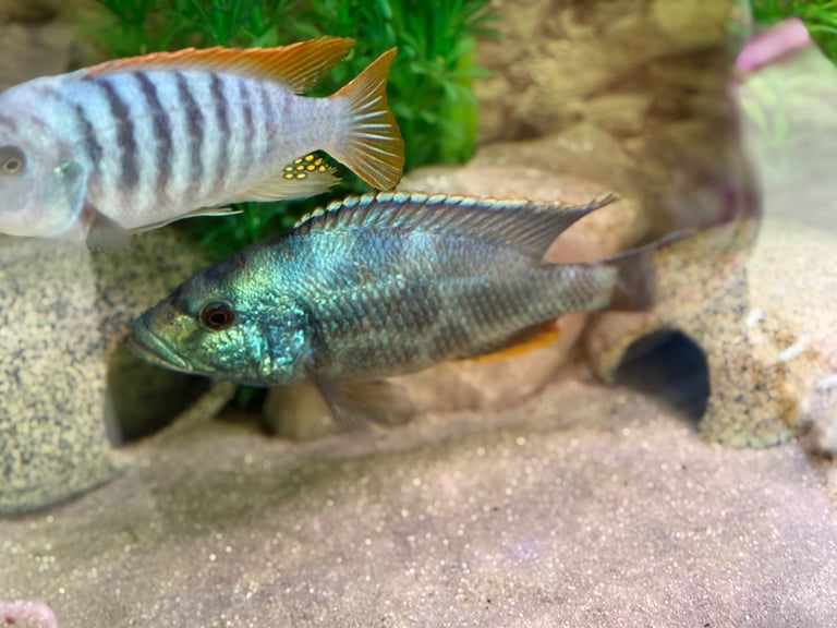 image for Fully grown Haplochromis Livingstonii Malawi African Cichlid