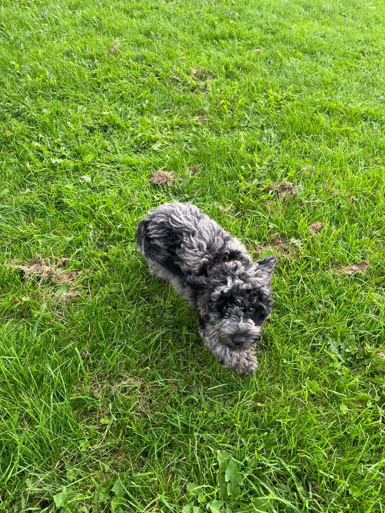 Cockapoo 17 weeks old blue merle