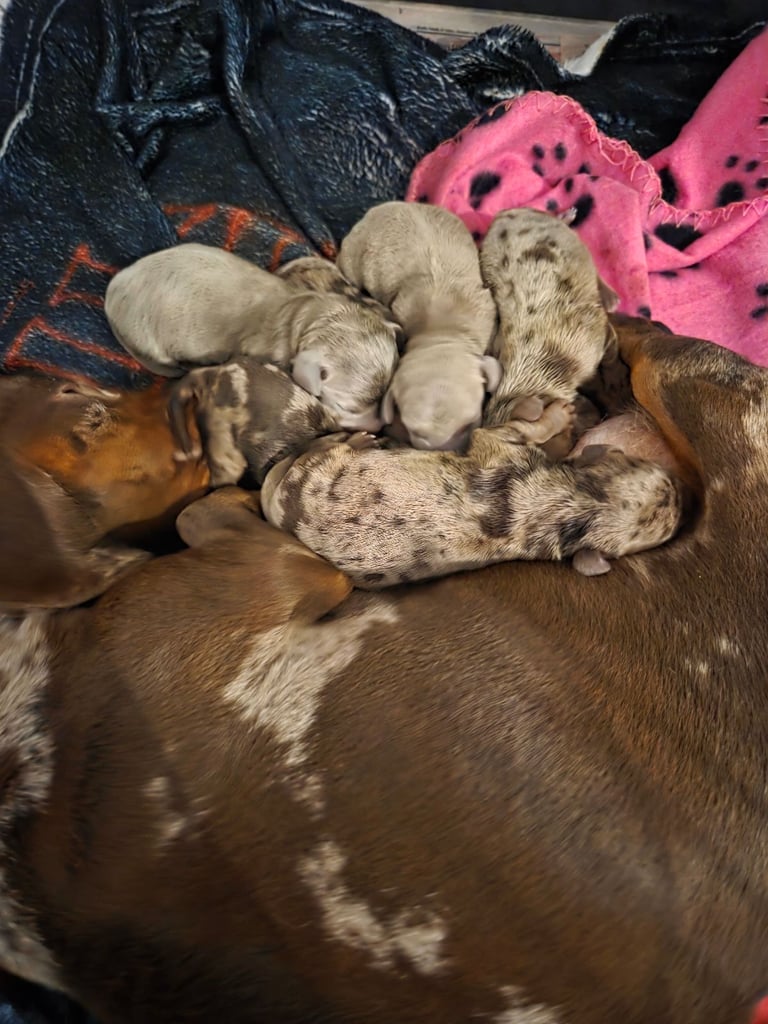 Stunning colours miniture smooth haired Dachshunds