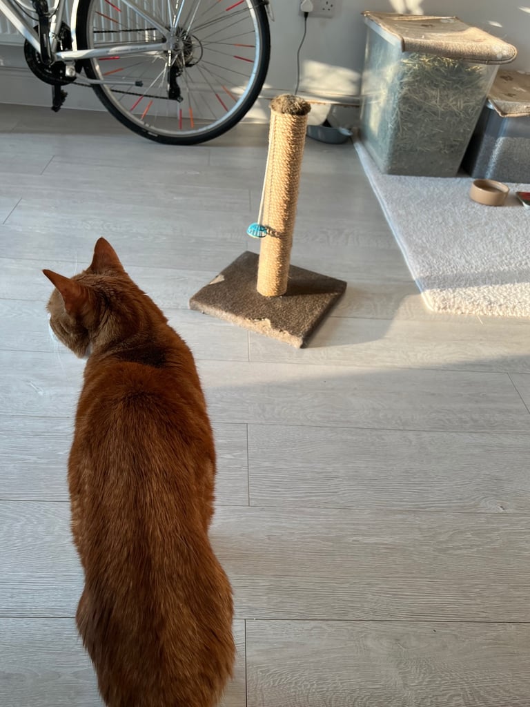 Cat Scratcher Post 