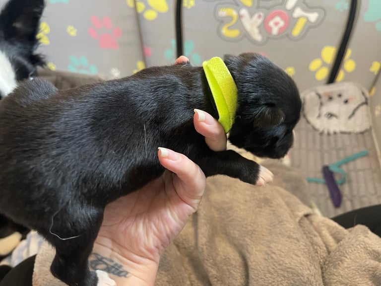 Borsky puppies !! SOLD SOLD !!
