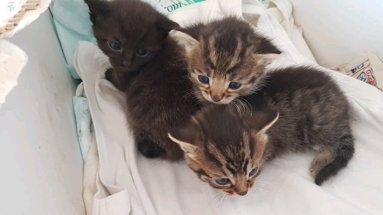 3 beautiful kittens ready to go to their forever homes