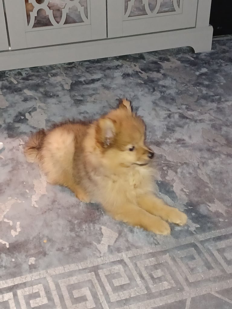 Pomeranian puppy