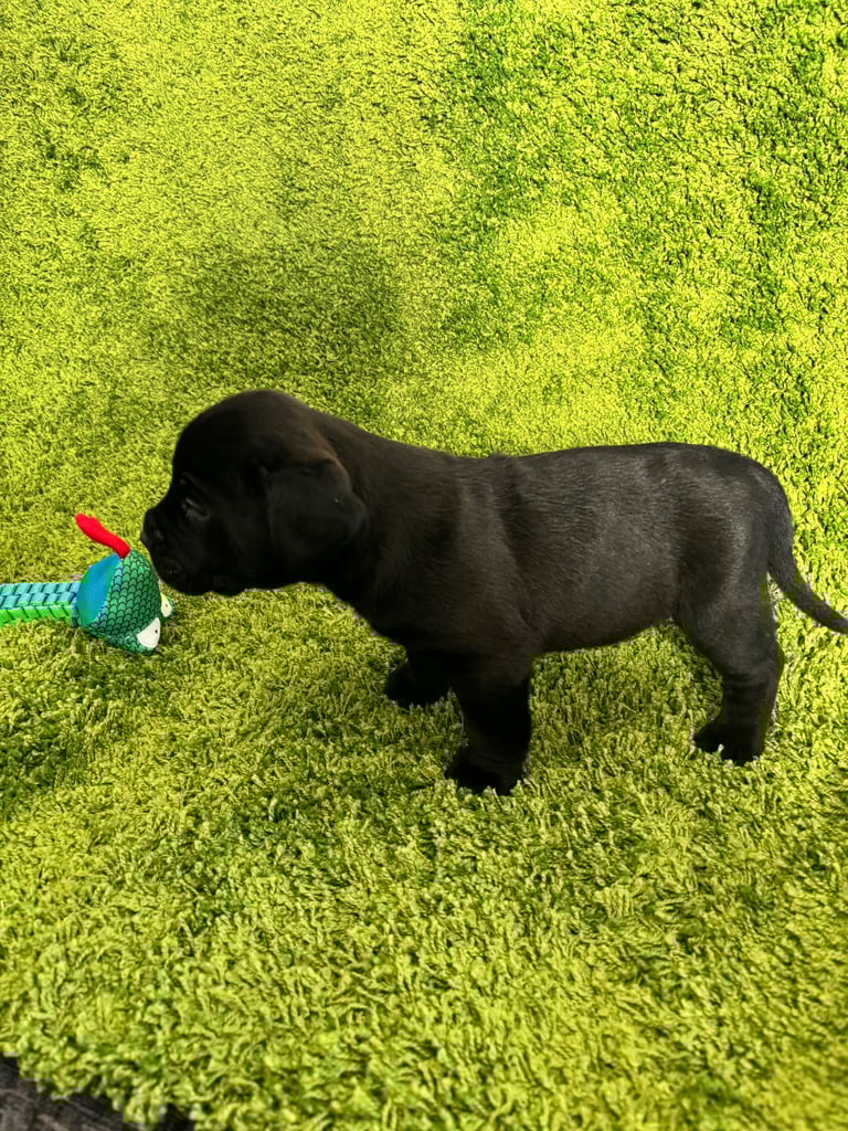 Puppies Boerboel X Mastiff Puppies