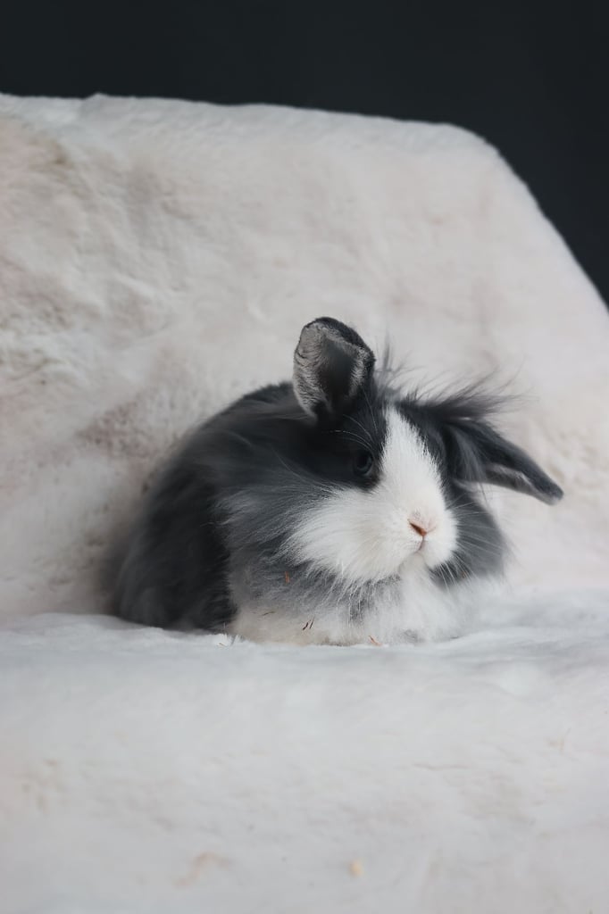 2 Adorable Young Lion Lop Rabbits 
