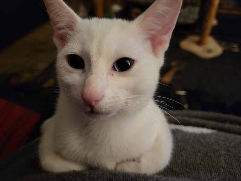 image for White Russian / Mainecoon kittens x 3