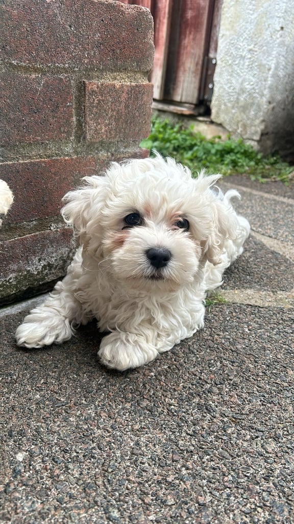 Bichon Frise 