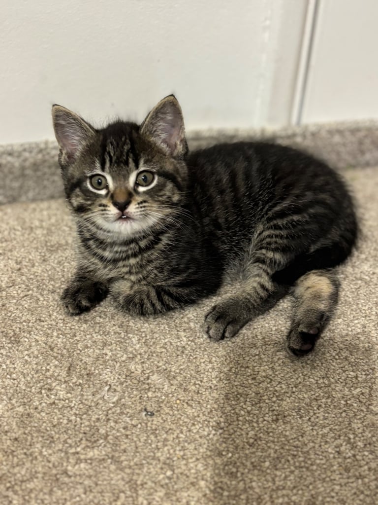 Last one male kitten left available 