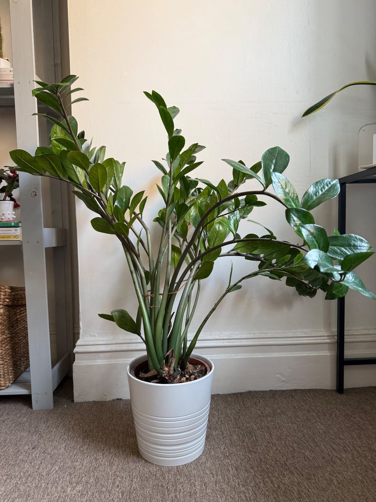 ZZ Plant in great condition 