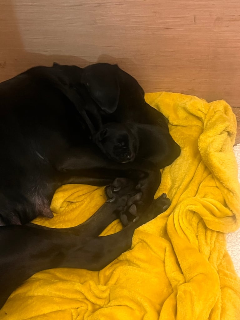 image for Cane corso pups cross 