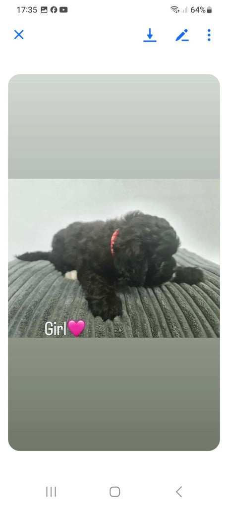 Beautiful shihpoo puppies 