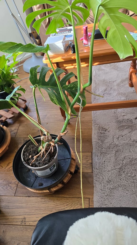 Monstera variegata plant