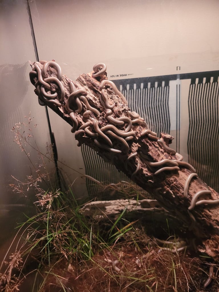image for Millipedes - Ivory