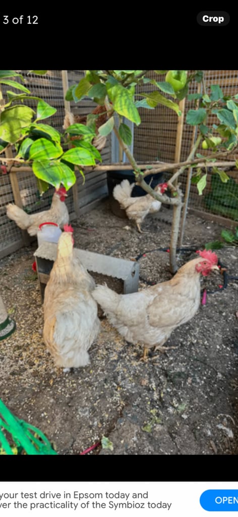 5 hens for sale in Romford