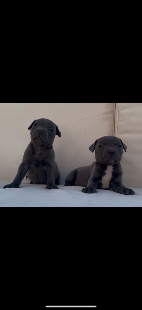 blue staffy puppies