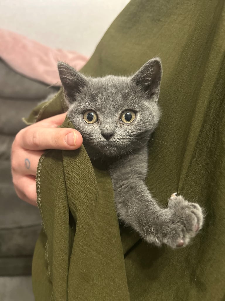 Kitten British shorthair 1 boy 1 girl left 