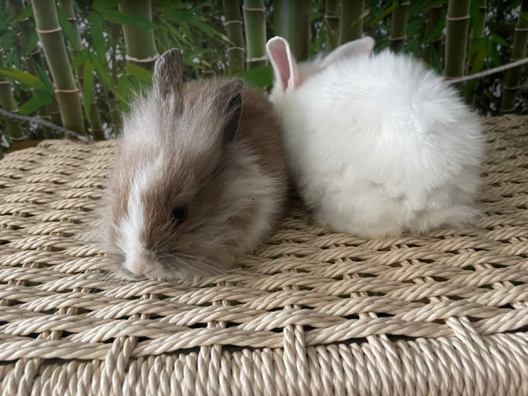 Selling Beautiful Blue eyed baby bunnies in pairs! Manchester based