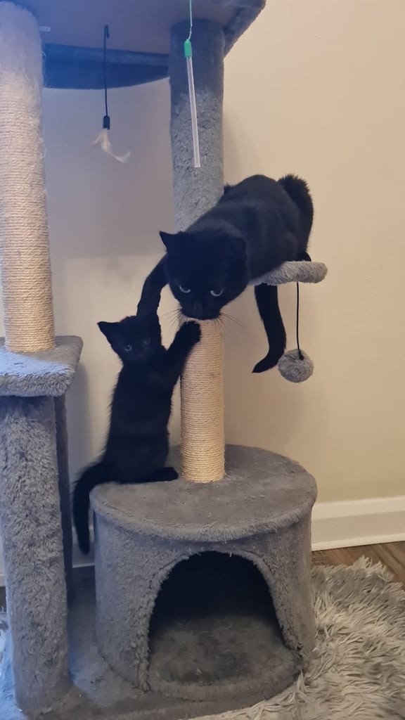 image for Kittens