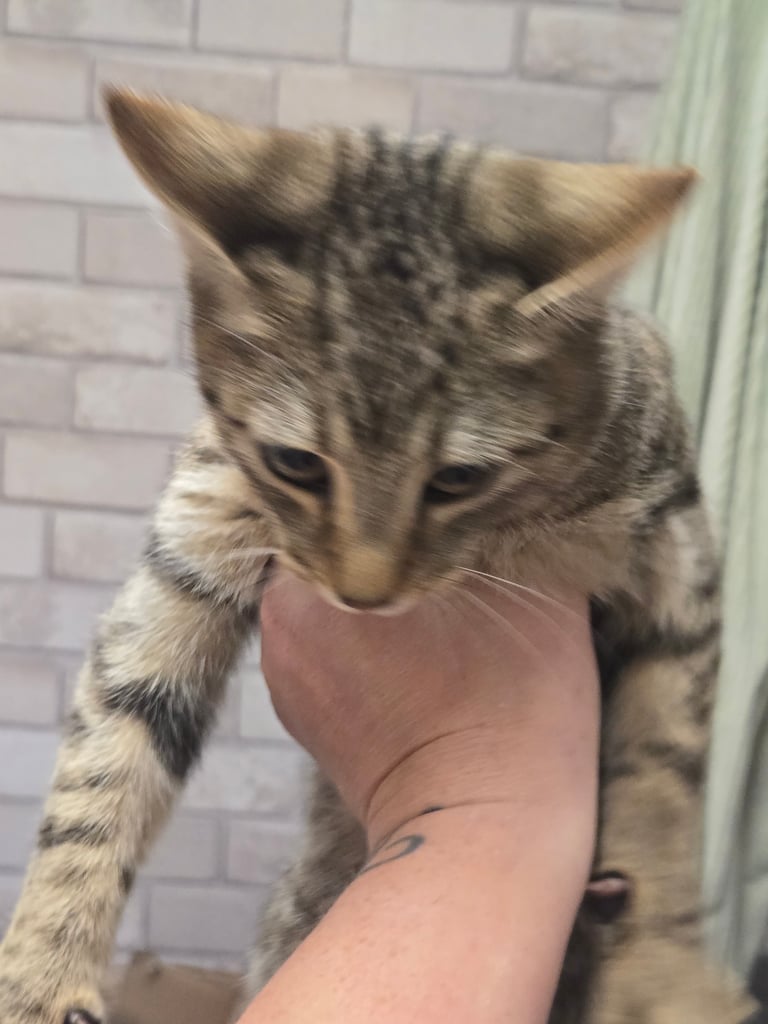 5 month old male kitten/cat