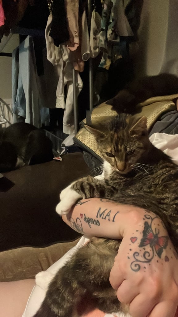 2 female cats. 1 year old 