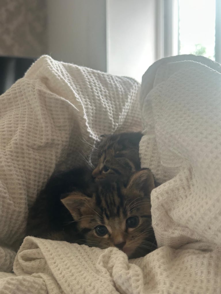 Kittens / Cats