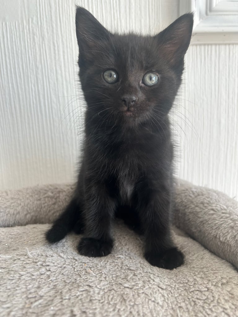 Beautiful black kitten  