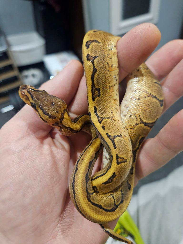 Baby ball pythons 