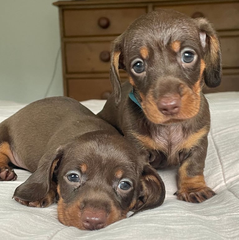 Two Mini Smooth Male Chocolate/Tan Dachshund Pups