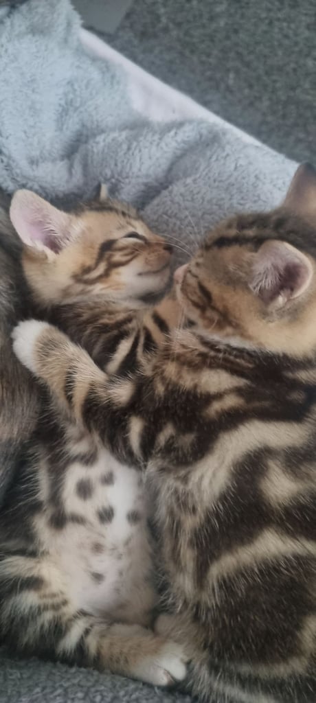 Lovely kitten 