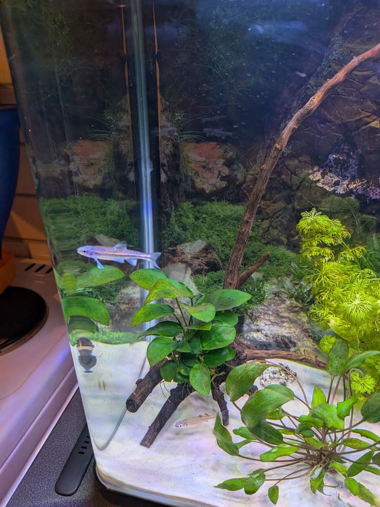 Tropical aquarium 38l