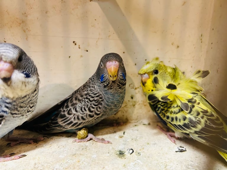 Budgies for Sale, different mutation available 