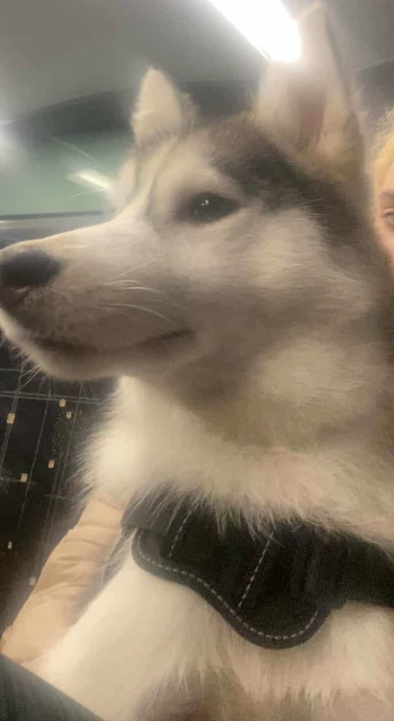 Siberian husky 18months 