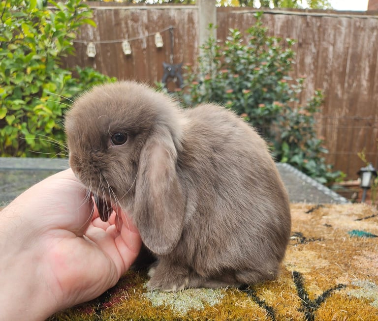 Baby girl mini lop 