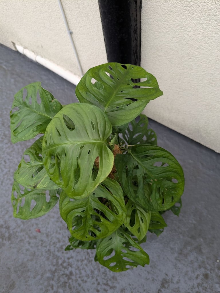 Monkey monstera with Pole 70 cm