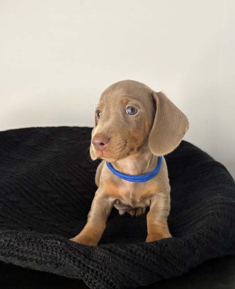 Miniature Dachshund Puppies 
