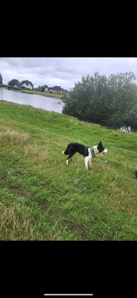 image for Collie x Labrador