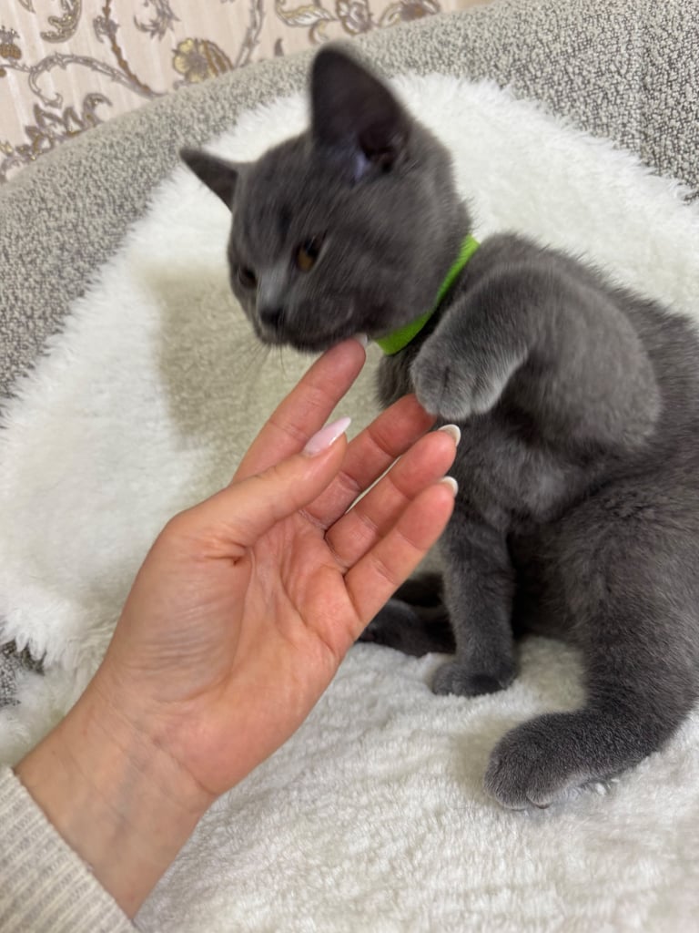  One Beautiful British short hair kitten available