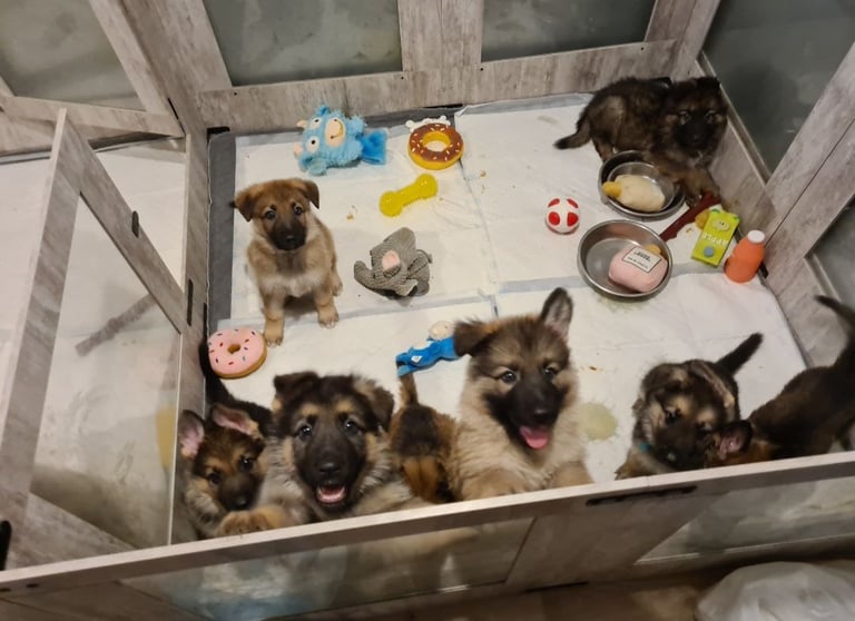 🐾 Adorable 8-Week-Old German Shepherd Puppies Ready for Their Forever Homes! 🐾