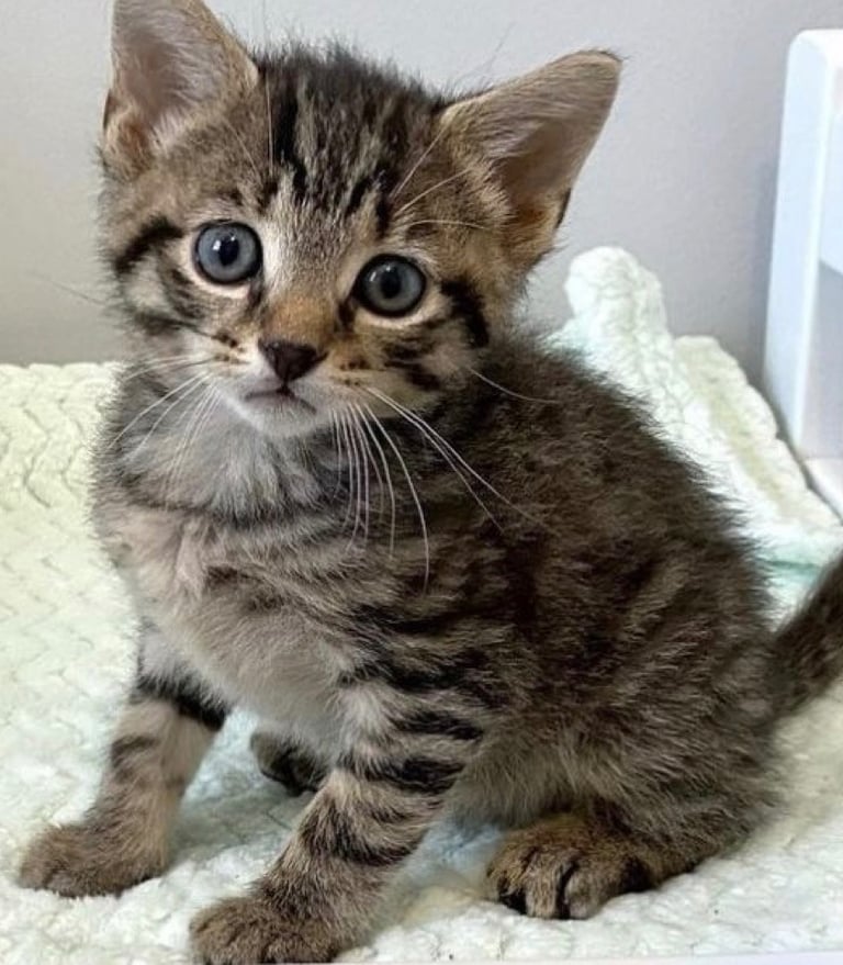 Tabby kitten (8 weeks old )