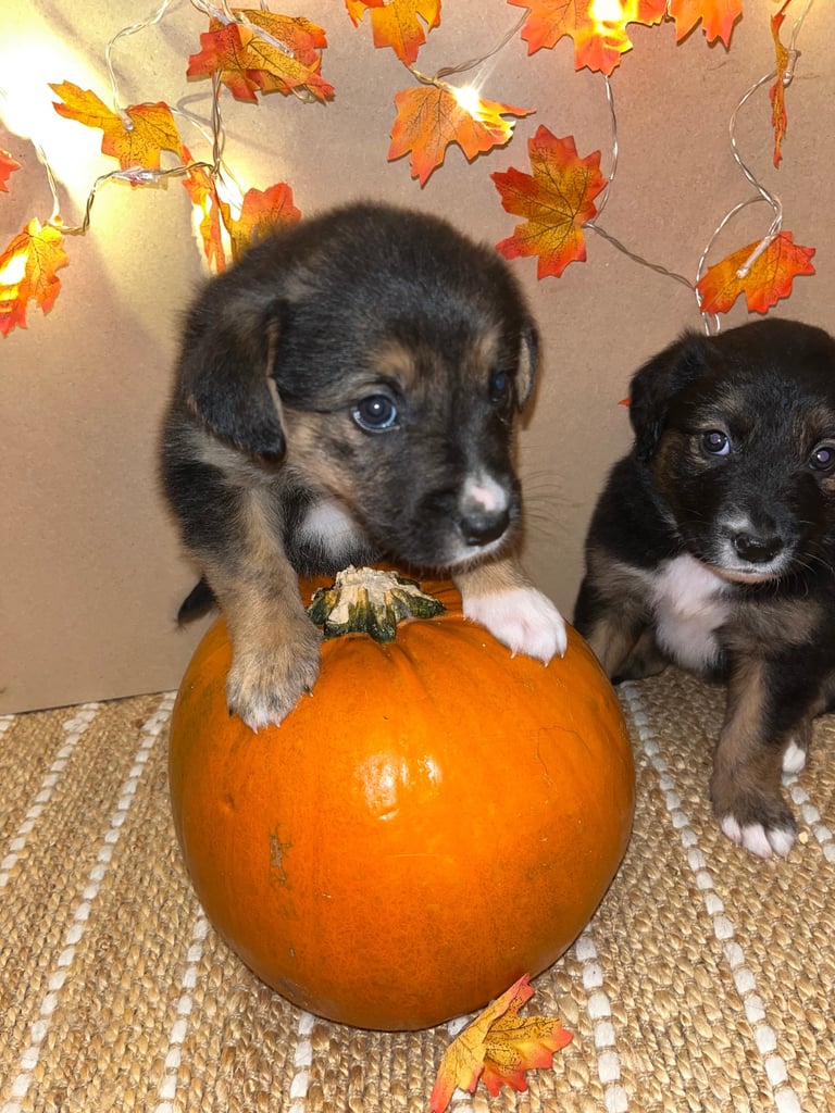 Labradors x Puppies for sale