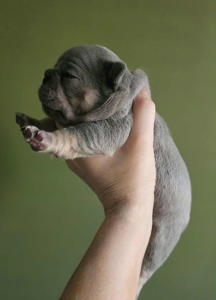 image for KC French Bulldog Puppies (Only one boy and One Girl Left)
