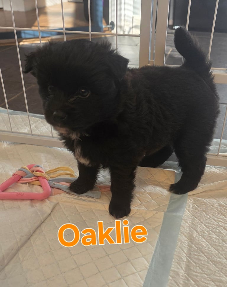 Pomsky F3b puppies