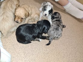 Beautiful rare Blue Merle cavapoo pups 