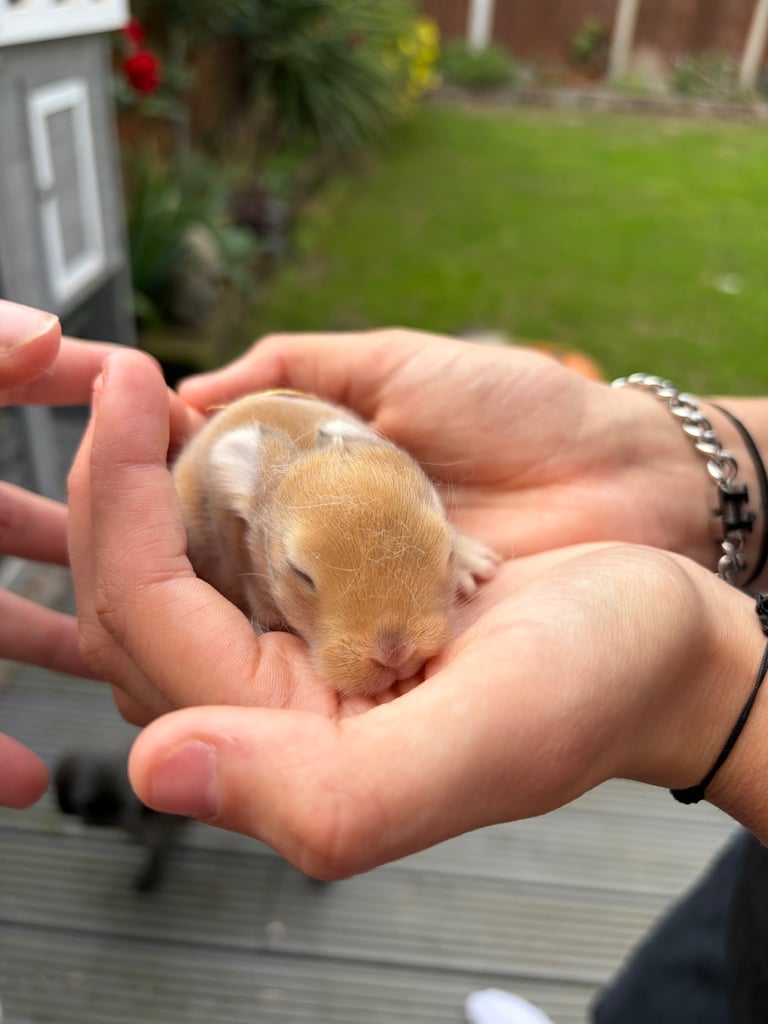 Baby bunnies for sale 