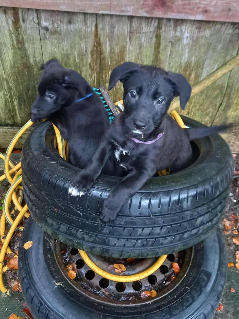 PUPPIES FOR SALE 